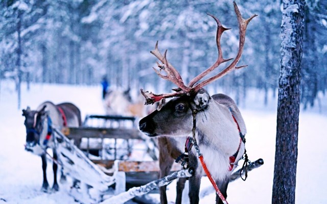 Reindeer in the snow